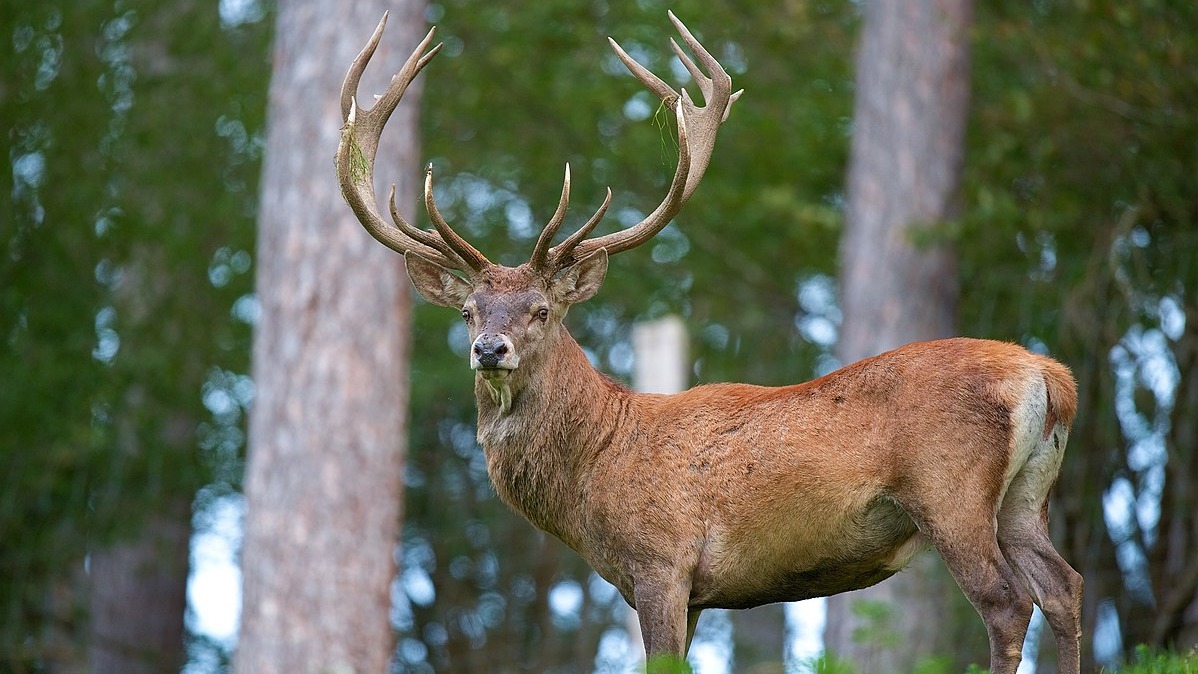 Pink Deer Have Personality And It's Far Related To Their Dominance ...