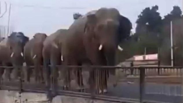Twitterati adored the video , NETIZENS REACT, ELEPHANTS HEADING,  the gentle giants.