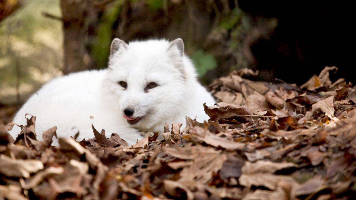 Earth Day , Weather ,  file globally, county, Ripon metropolis