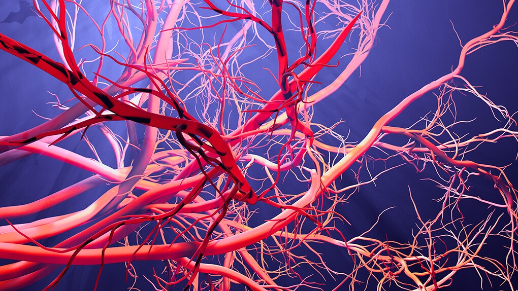 multicellular , organisms, cells,  handiest cells,  skin forms