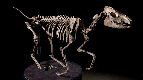 Paleontologists , Pathology, American Museum, northeastern China, digging