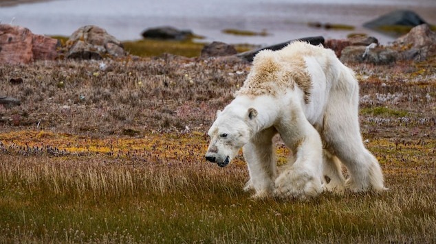 environmental , medical evaluation, mammal , species ,  ecological