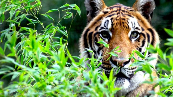 Bengal tiger, Houston,  neighborhood, Mr. Borza, social media