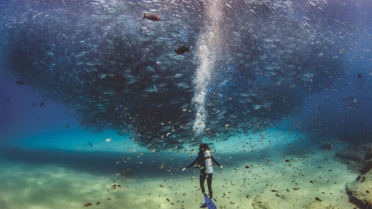 totoaba, vaquita marina, Jacques Cousteau, fish , Scientists