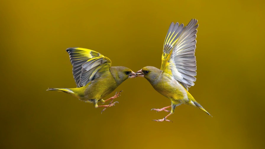 weapons, birdsong, territories, entice pals., hatchlings, zebra finches.