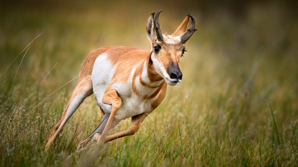 Albert Salemgariev of the Kazakh Biodiversity Conservation Association , population , species , Fauna & Flora International, Ustyurt