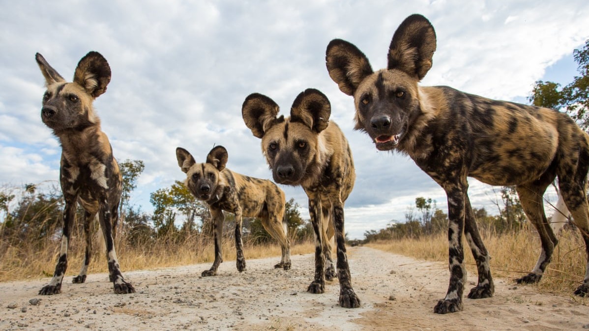 Zimbabwe , Researchers ,  Botswana,  Kenya, canines, wild dogs, High temprature