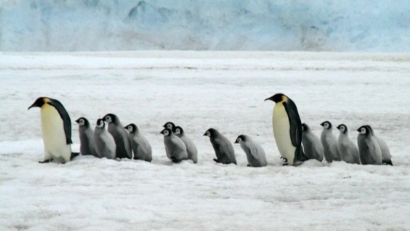 Penguins, Shiv Sena leader Aditya Thackeray, Animal, wildlife, Mumbai